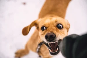 Hond bijt eigenaar door overprikkeling