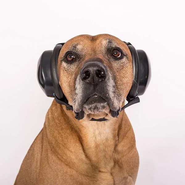 Hond met vuurwerkangst - mutt muffs