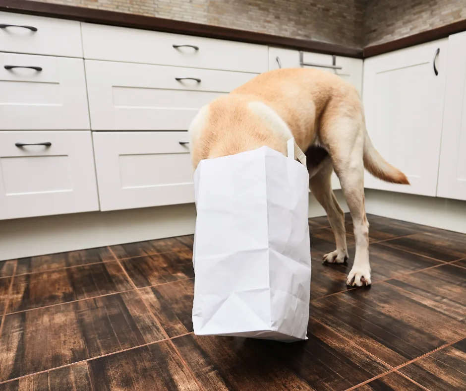 Veelgestelde waarom vragen over hondengedrag 3 normaal hondengedrag dog dimension