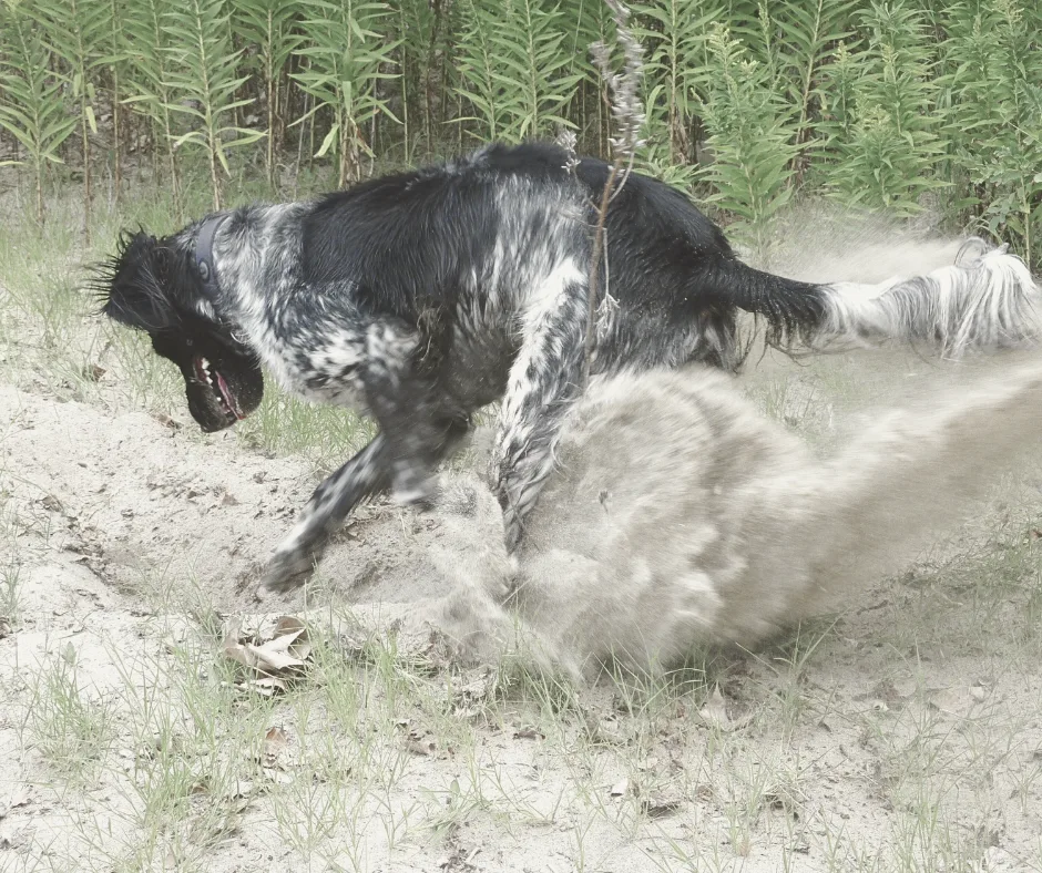 Veelgestelde waarom vragen over hondengedrag 1 waarom graaft mijn hond in de tuin - dog dimension