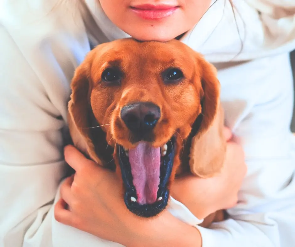 Een hond aaien, hoe doe je dat eigenlijk? 3 10