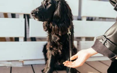 Een hond aaien, hoe doe je dat eigenlijk?
