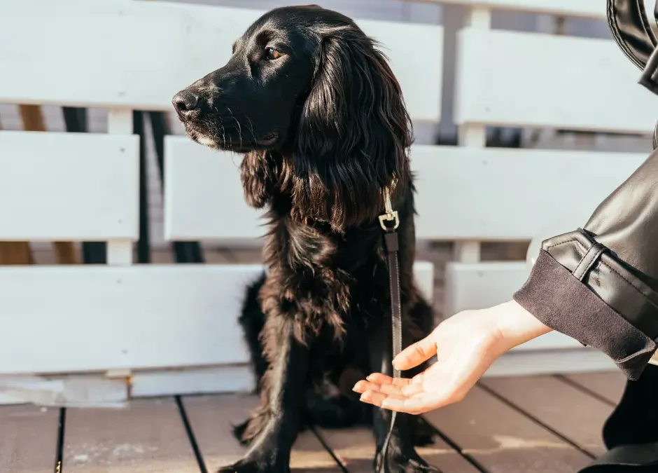 Een hond aaien, hoe doe je dat eigenlijk?
