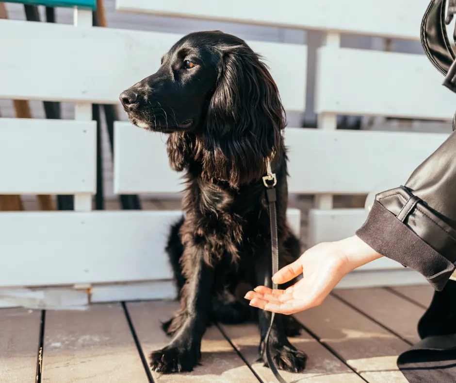 Hond aaien - hoe doe je dat