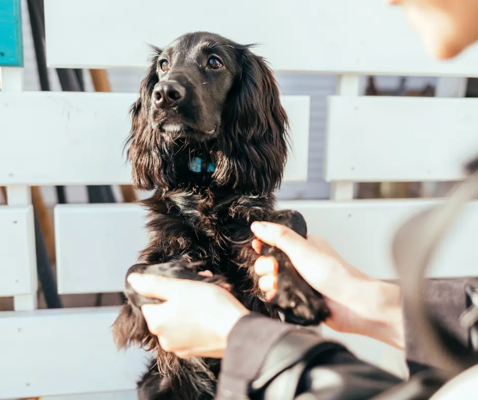 Een hond aaien, hoe doe je dat eigenlijk? 2 12