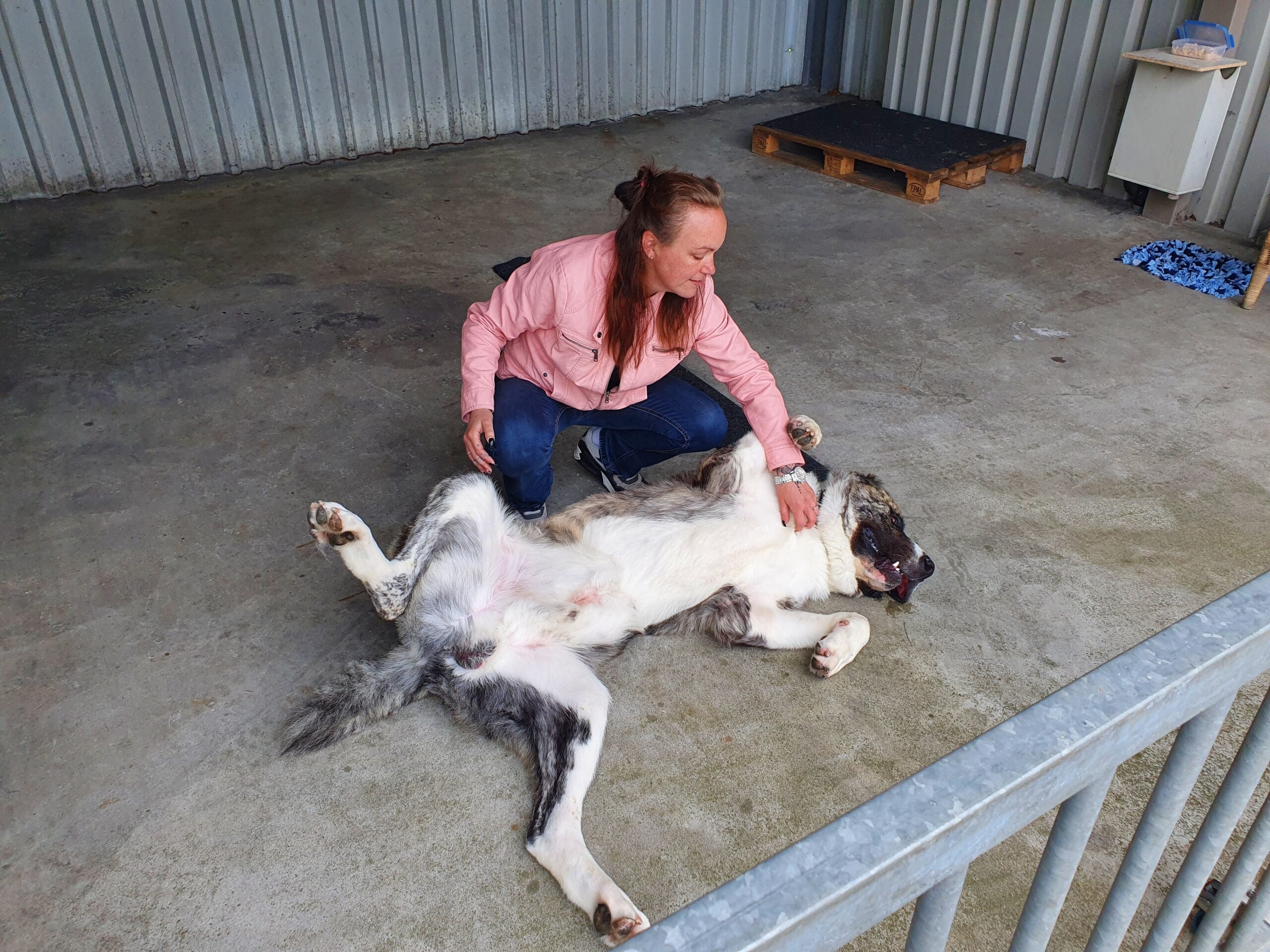 Een hond aaien, hoe doe je dat eigenlijk? 4 Je hond aaien, wat vind hij er eigenlijk van? - Alabai - Artikelen - Dog Dimension