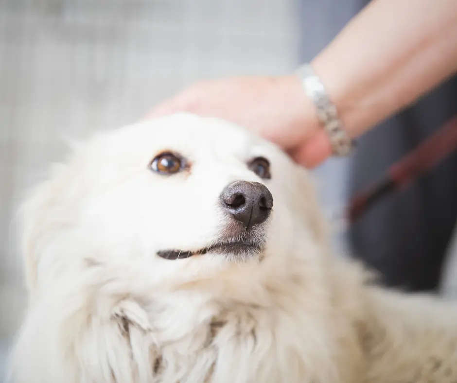 Een hond aaien, hoe doe je dat eigenlijk? 1 9