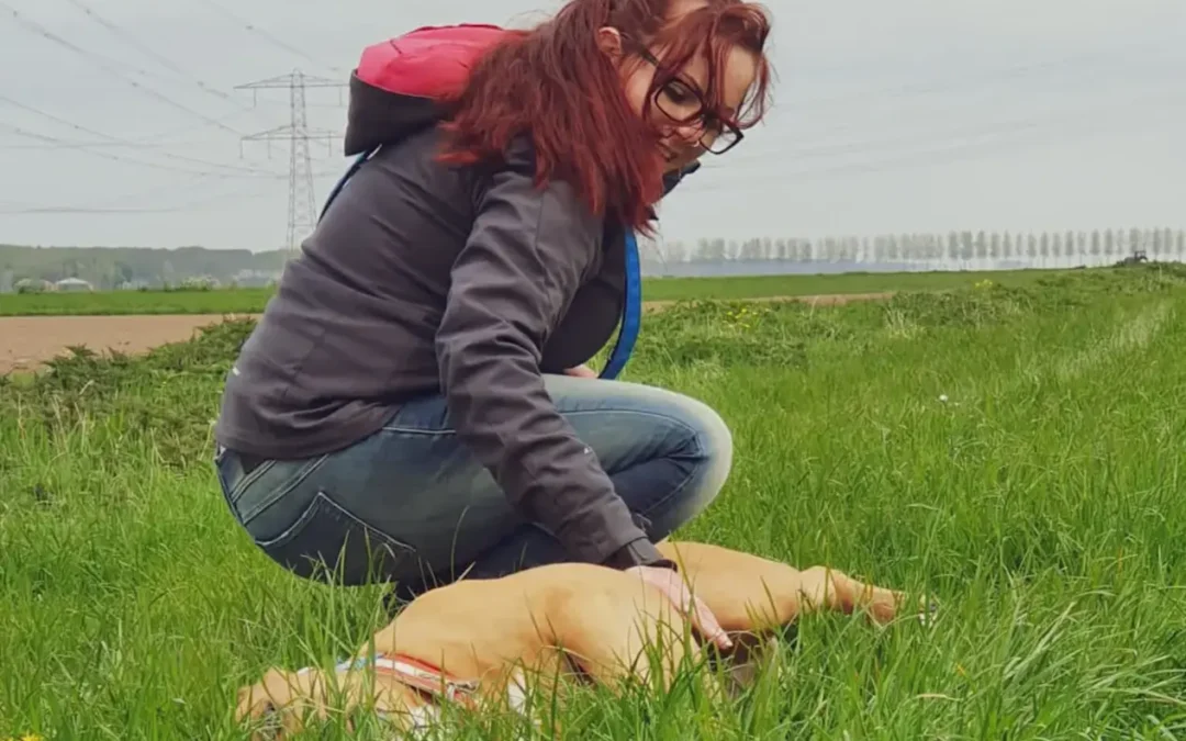 Waarom neem je een hond?