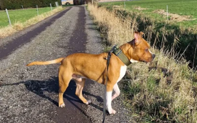 Ongevraagd advies voor jouw hond – Hoe ga jij er mee om?