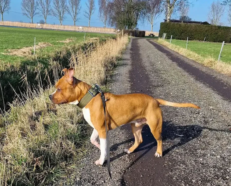 Een roze puppywolk.. Echt niet! 4 Chevy - Amerikaanse Staffordshire Terriër