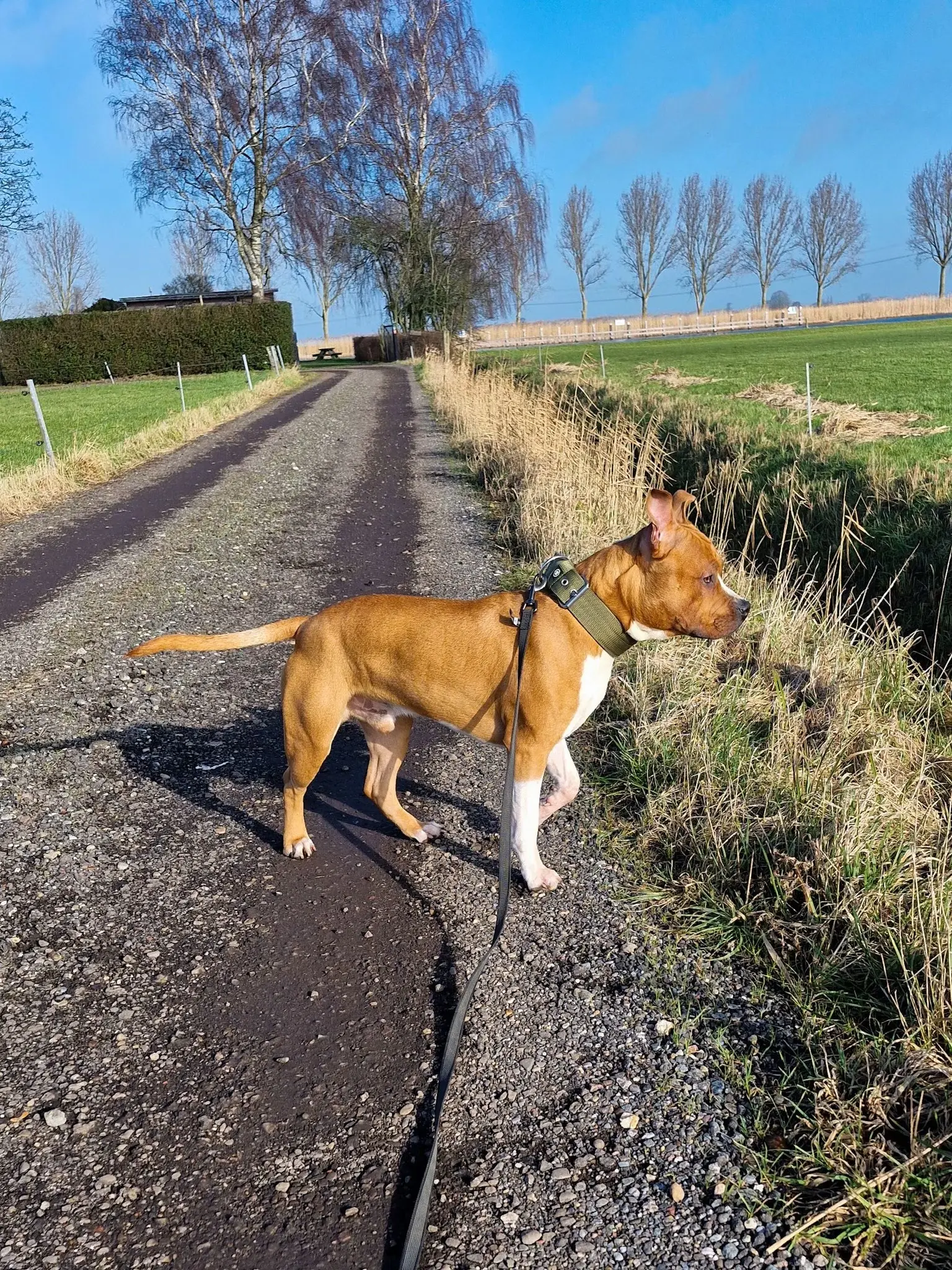 Ochtend wandeling met Chevy