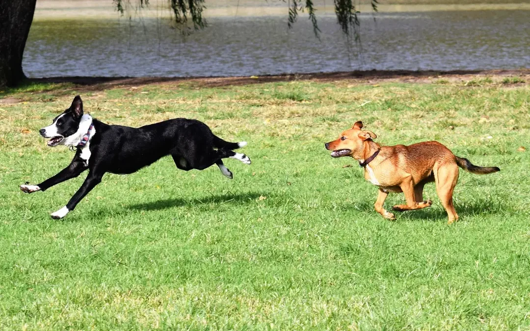 Loslopende honden: Het probleem is niet de hond