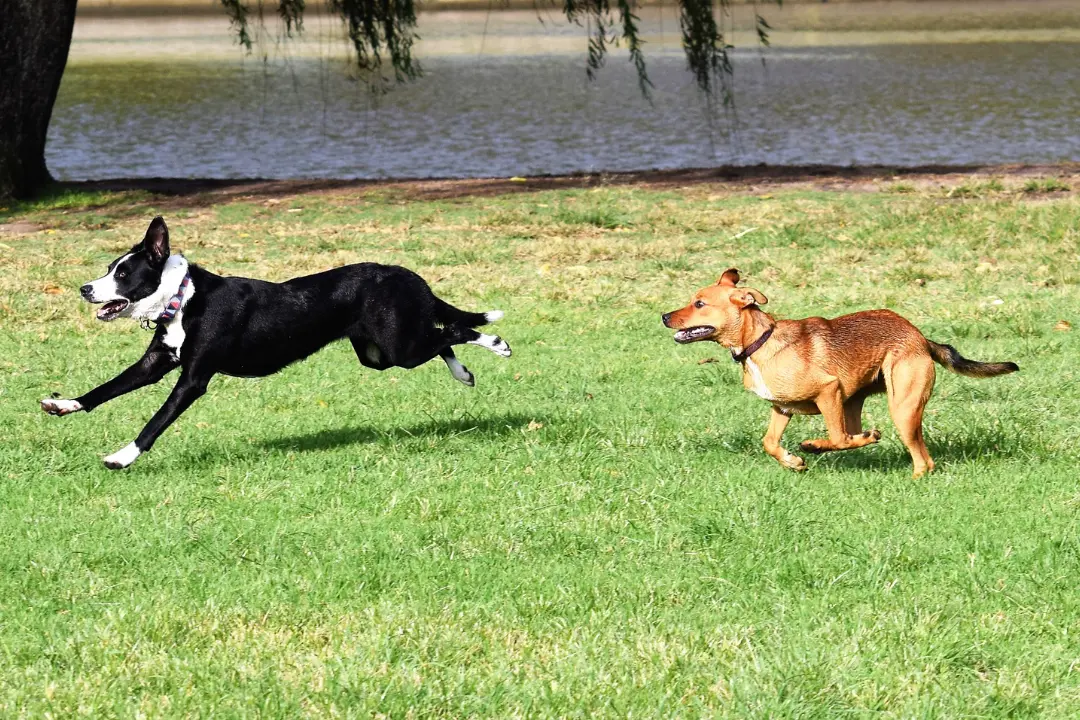 Loslopende honden