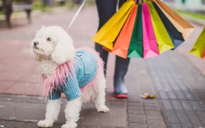 Waarom je hond écht niet mee hoeft naar de stad 🐾