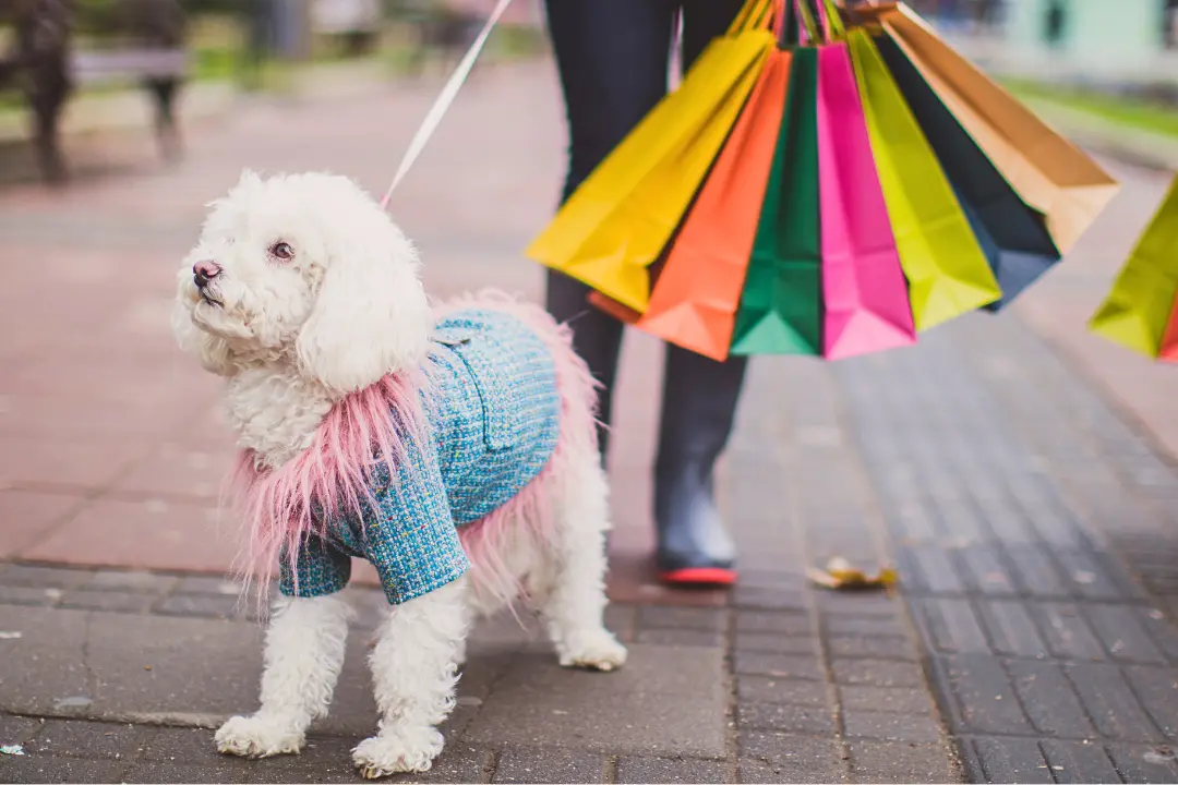 hond mee naar de stad