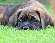 power breed pupje ligt in het gras