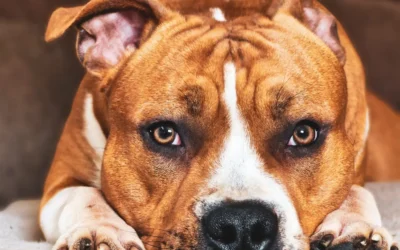 Waarom ik tóch naar de dierenarts ging (en wat we ontdekten)