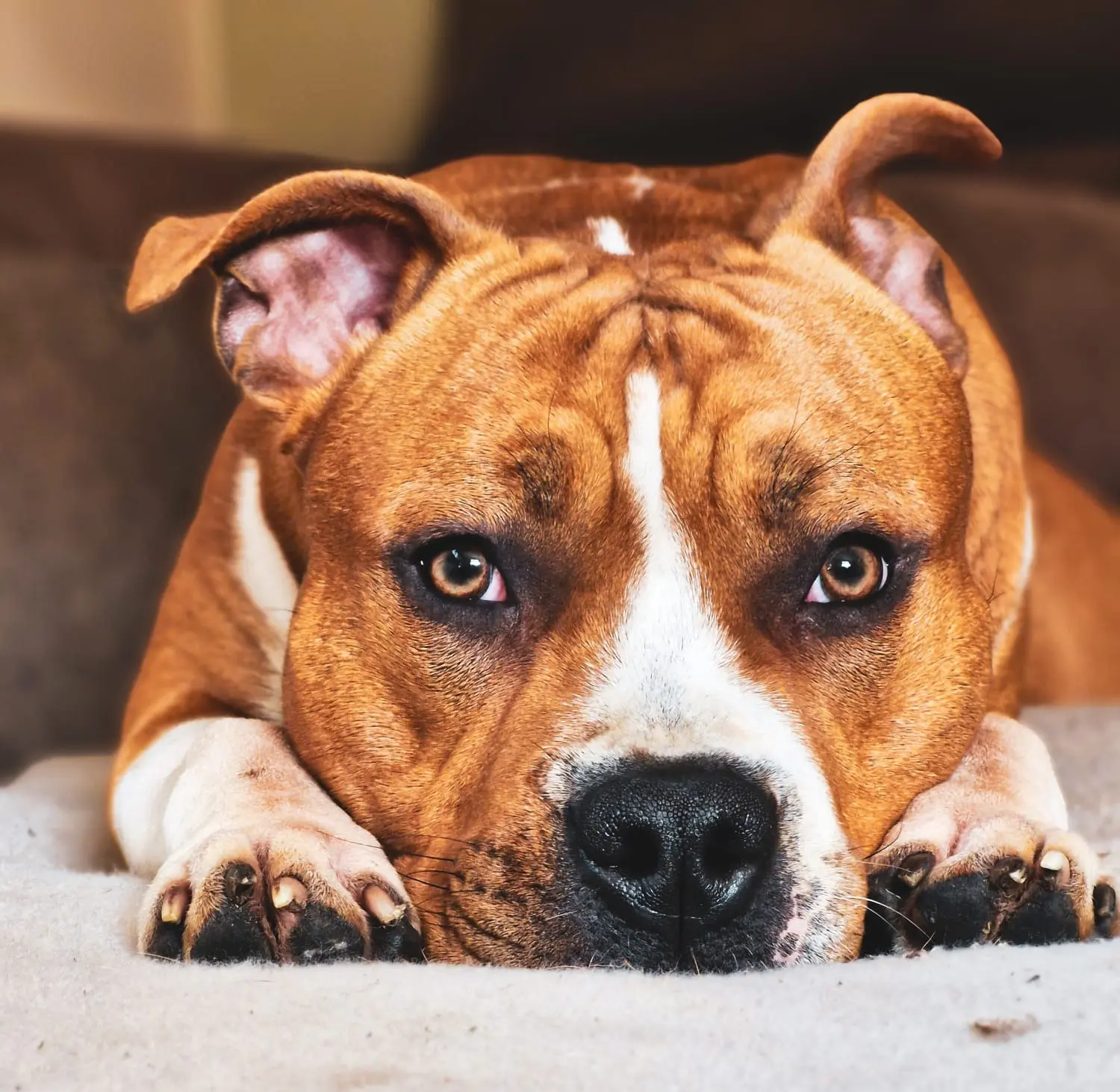 Toch met Chevy naar de dierenarts