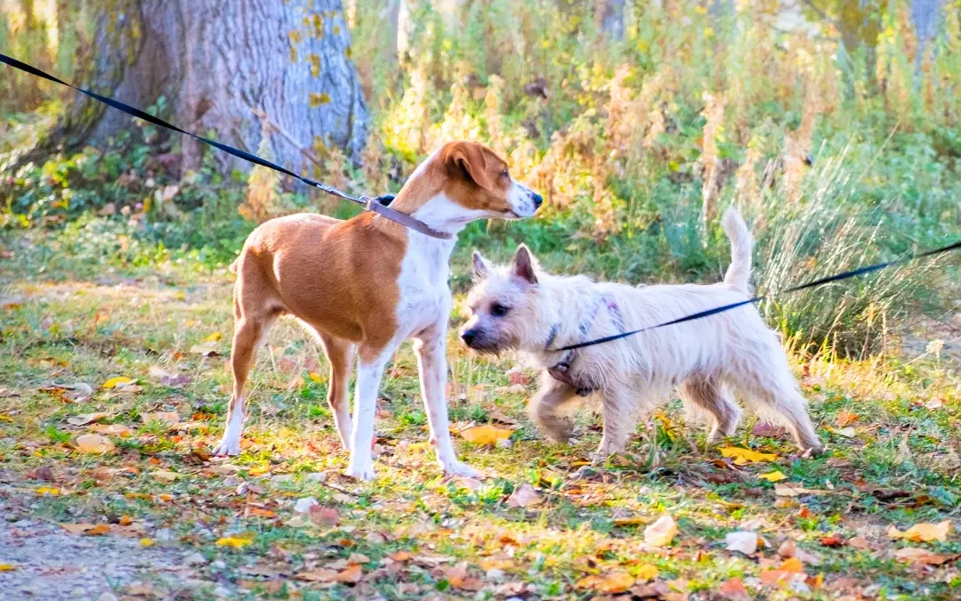 Loslopende honden in Kampen: vrijheid of frustratie?