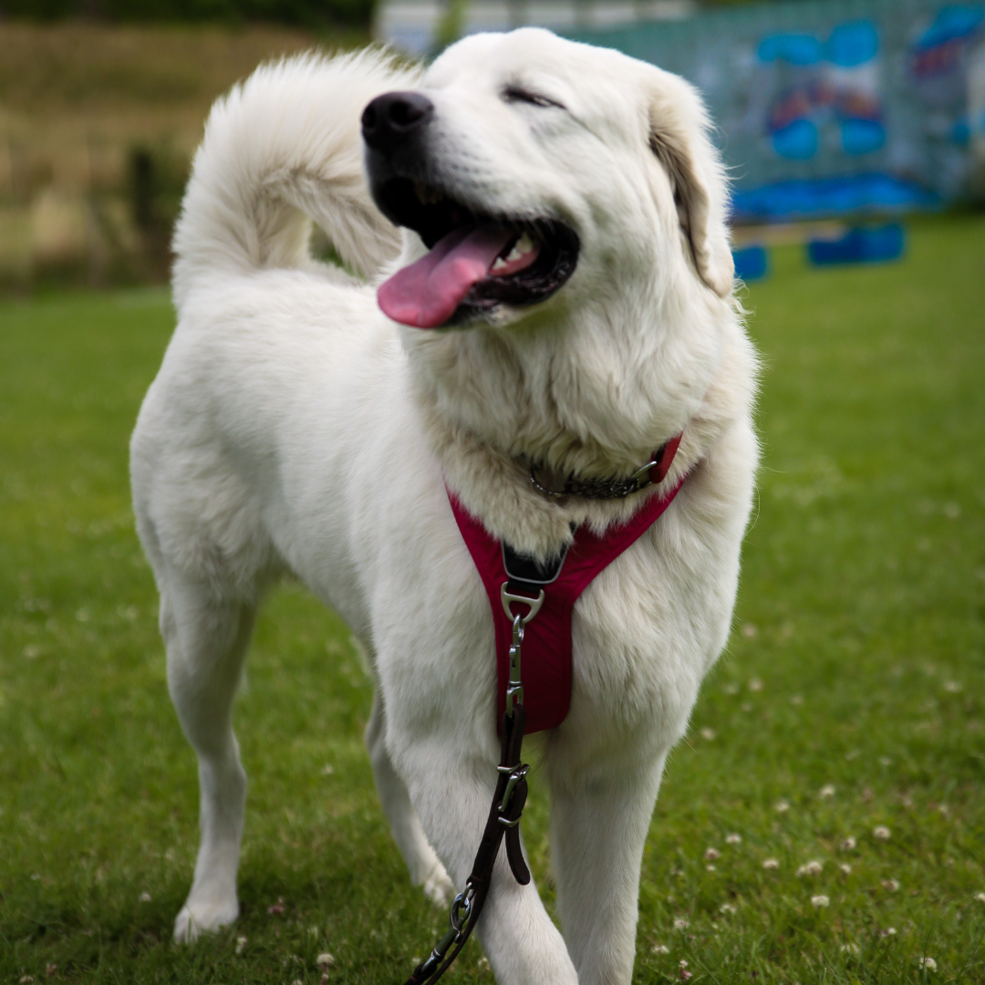 Poolse Tatra hond in hondencursus in Dronten Poolse Tatra hond in hondencursus in Dronten