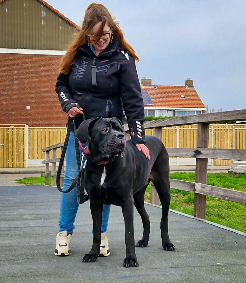 Gedragstherapie aan huis in Kampen omgeving - Cane Corso
