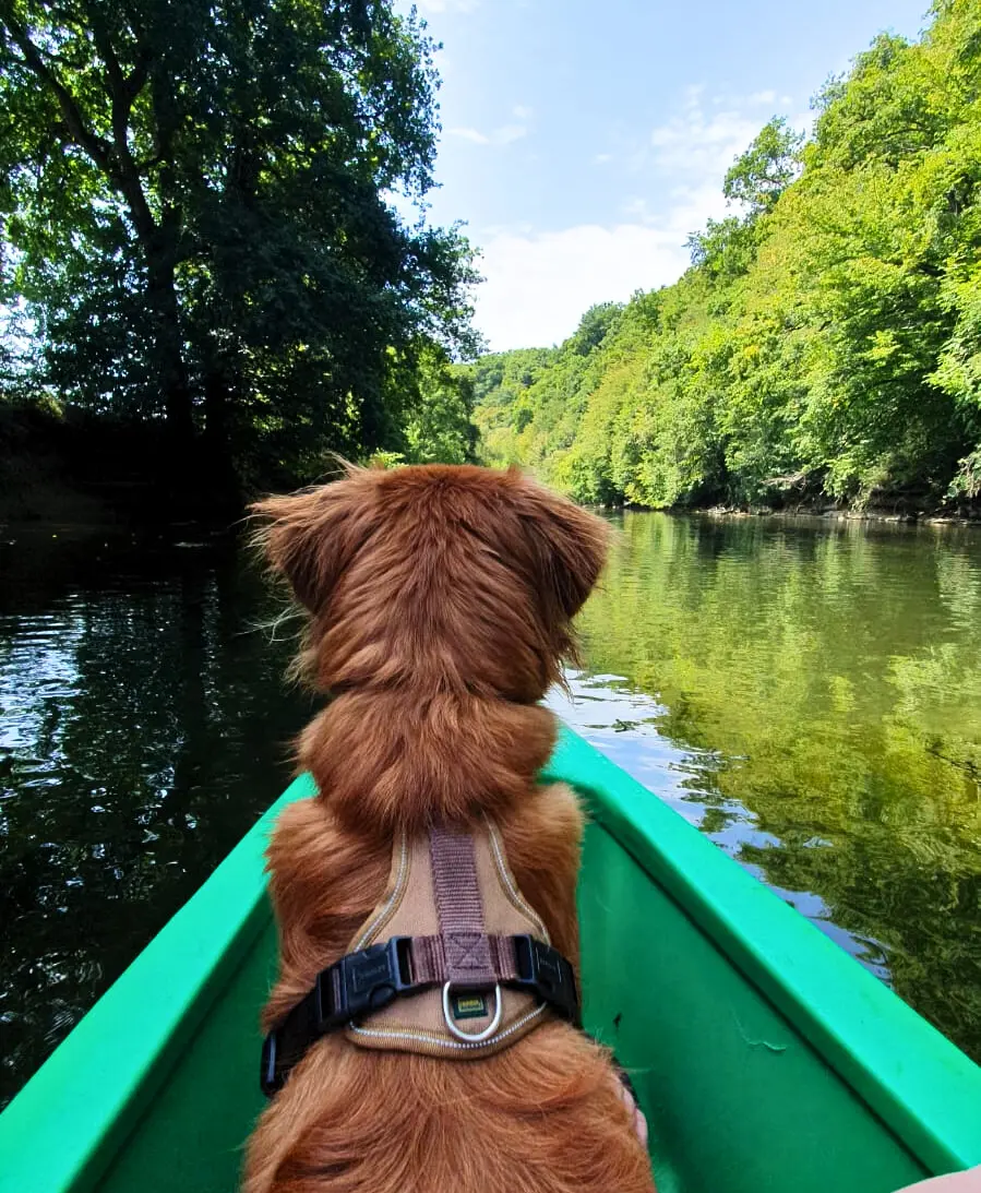 Novia Scotia Duck Tolling retriever NSDR - Sepp