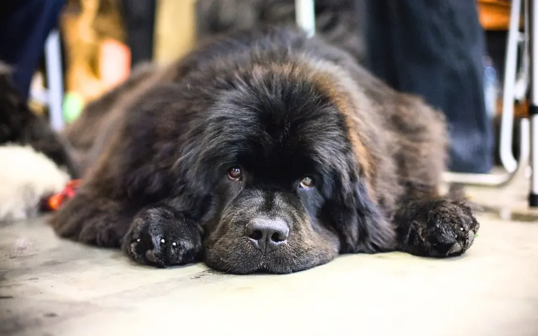 Blog: Alles wat je moet weten over je hond 1 5 signalen dat je hond baat heeft bij gedragstherapie