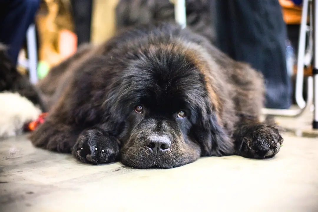 5 signalen dat je hond baat heeft bij gedragstherapie