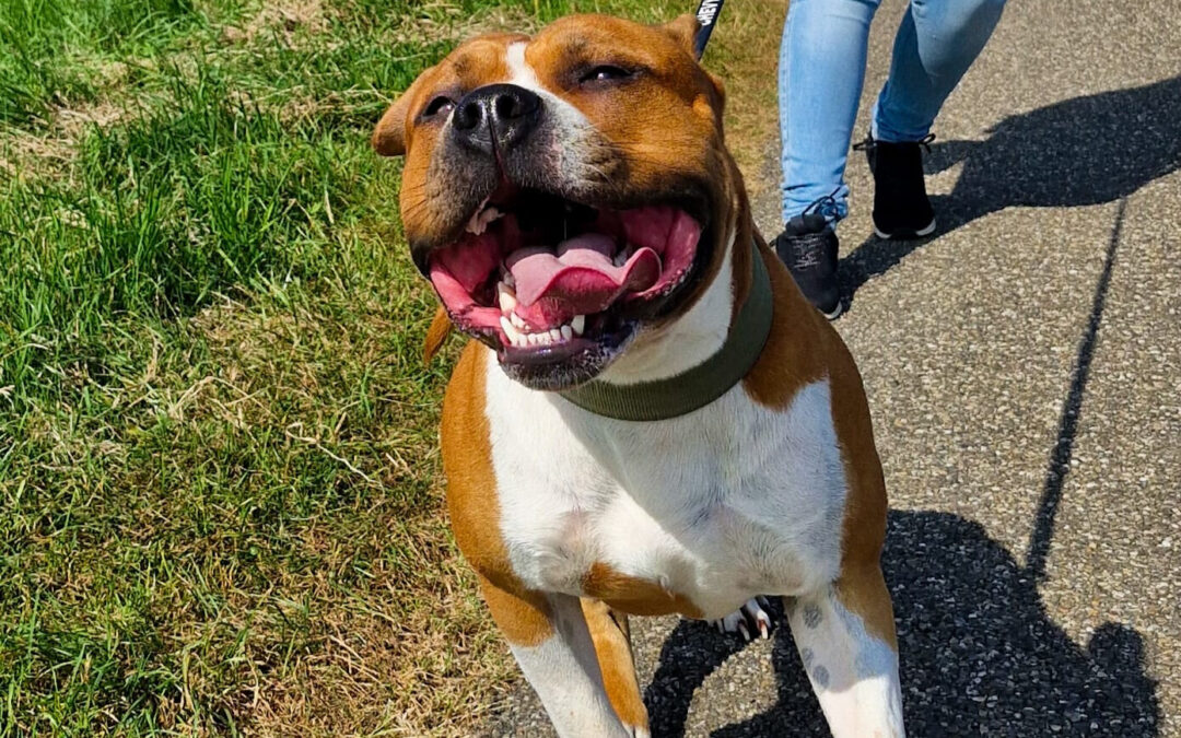 Hier komen aanleren bij je hond met een creatief trucje!