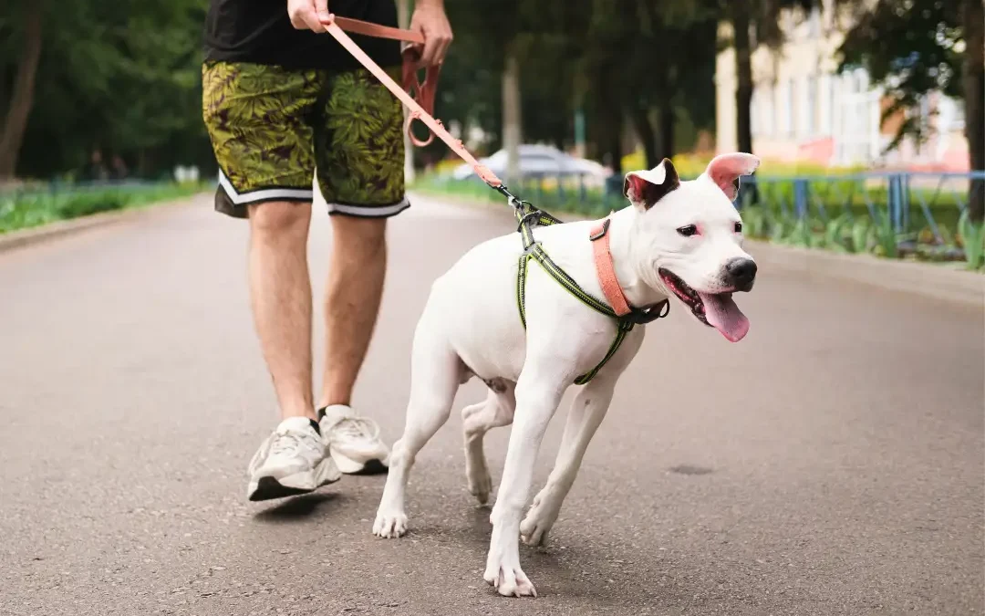 Blogs 1 Hond trekt aan de riem
