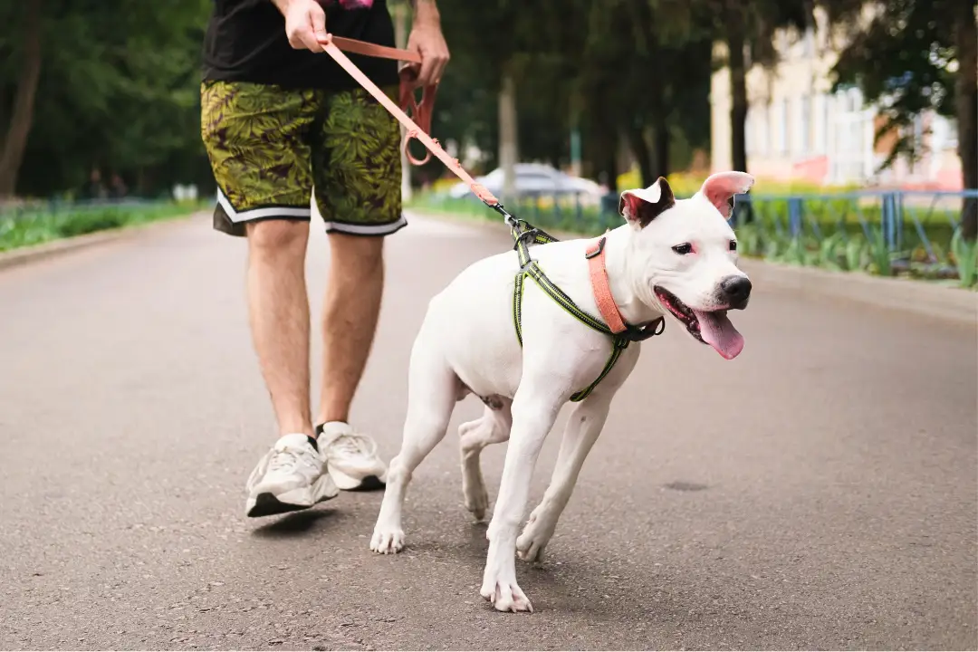 mijn hond trekt aan de riem