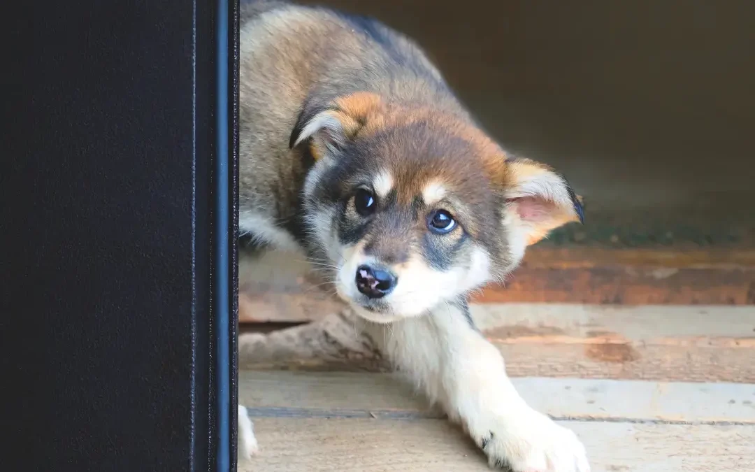 Blogs: Hondengedrag 1 Mijn hond is bang