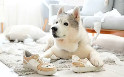 Puberteit bij je teef: wat er écht in haar omgaat