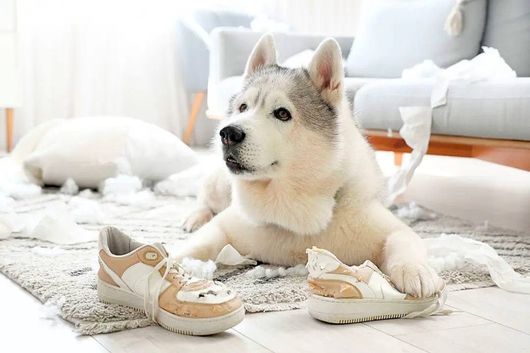 Teef in de puberteit - veranderingen gedrag