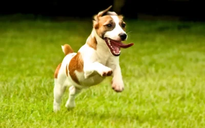 Overprikkeling bij honden; 5 tips