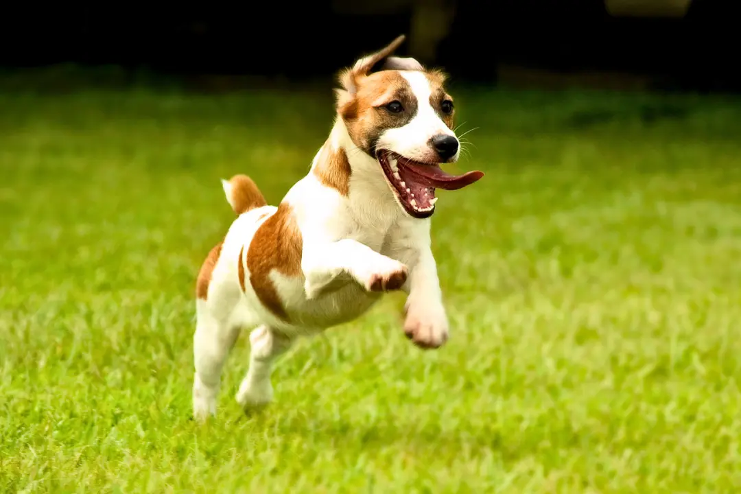 overprikkeling bij honden