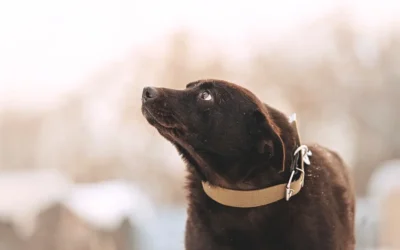Waarom is mijn hond bang