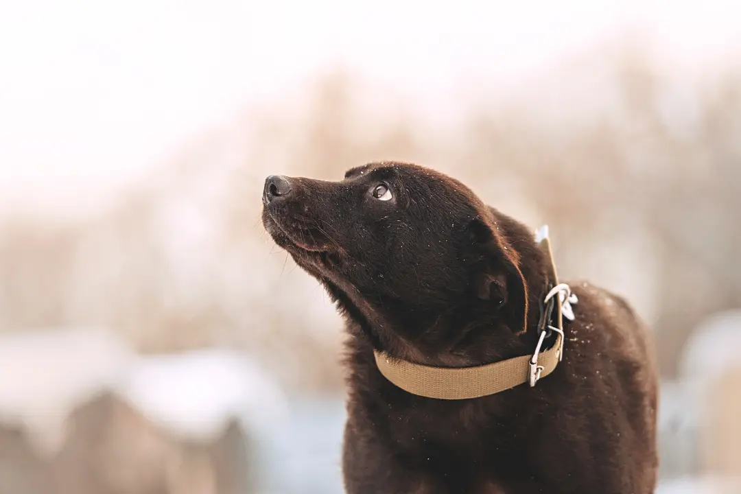 waarom is mijn hond bang